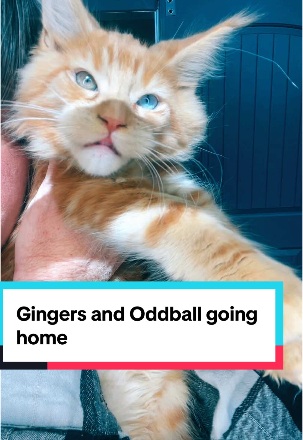 Ginger fans beware! This video will put you into a state of high desire for a new Maine Coon #mainecoonkittens #orangecats #warning⚠️ #oddeyescat 