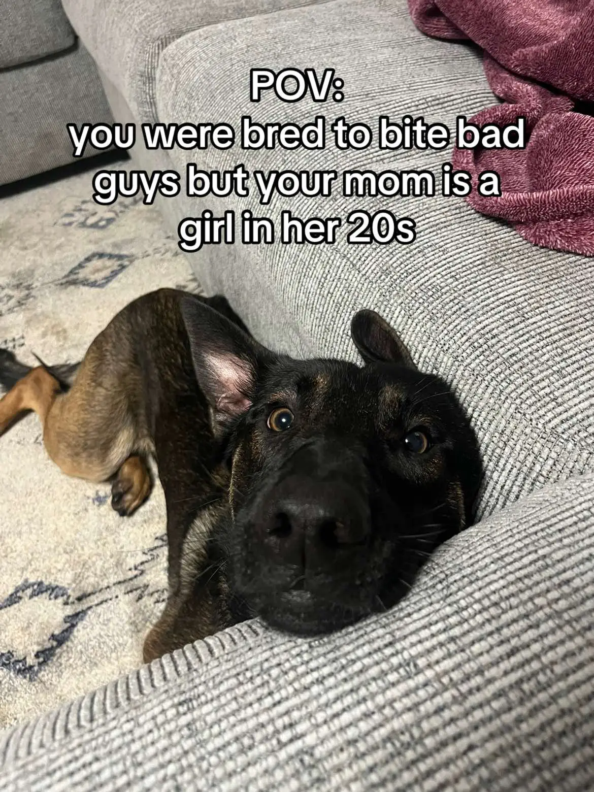 creds : @Ginny The Maligator 🫶🏼 #belgianmalinois #maligator #maligatormom #malinois #malinoisoftiktok #imjustagirl #stanley #dogoutfit #spoileddog #puppy #dog #dogsoftiktok 