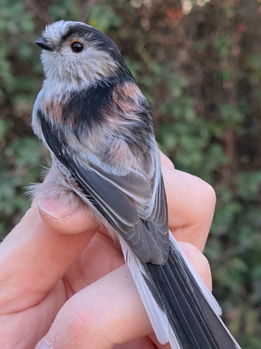 Let's talk about British Tits 🐦 #birds #science #nature #Outdoors #fyp #birdringing 