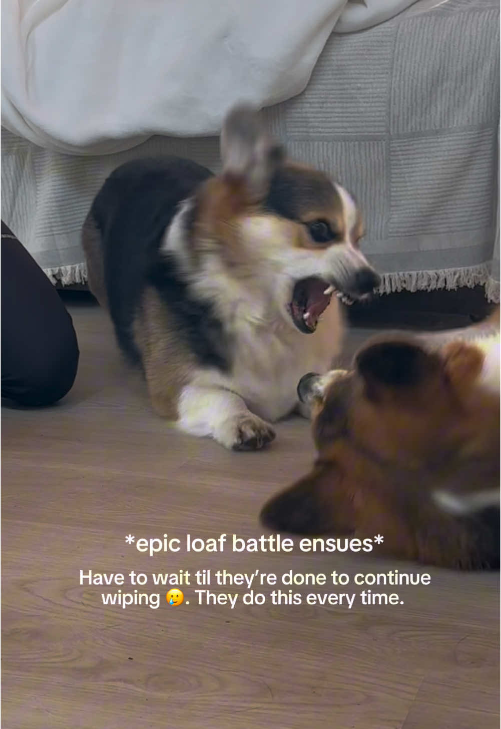 They do this every time I brush or wipe them...sometimes they’ll play like this for 15-20 minutes and I just have to wait 😅😑.  The boys have always shown normal, healthy play-fighting behaviors - this helps them release energy and establish boundaries. However after being in our new place for a month, I’ve noticed some mild jealousy (like one leaving when the other gets attention). While these behaviors aren’t concerning, I’m monitoring them closely during this transition. Would love to hear from others who’ve navigated similar situations with their dogs! #dogbehavior #dogsplaying #corgis #doggrooming 