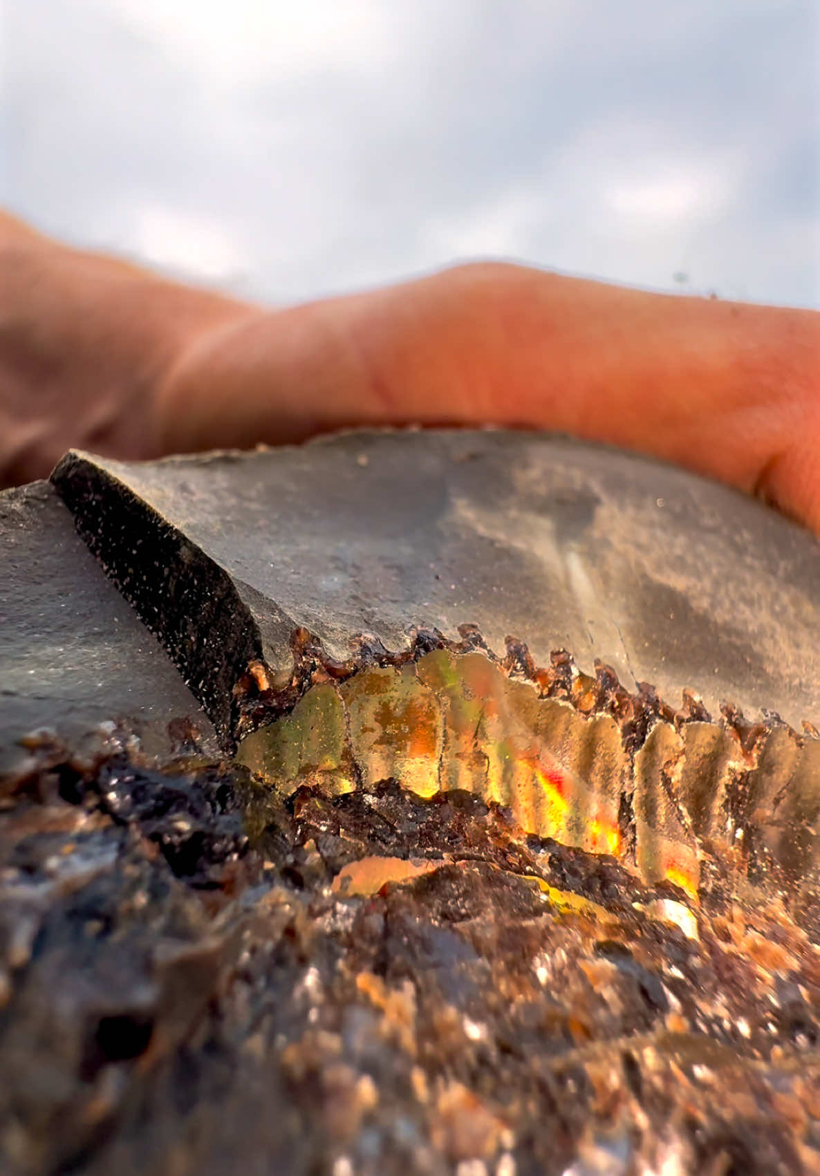 This ancient sediment contained a cephalopod AND a squid! 🦑 The golden pyrite inside the cephalopod had a luxurious natural shine 💎 The squid preserved nearby was tiny! Overall, what a cool combination of finds! 😍