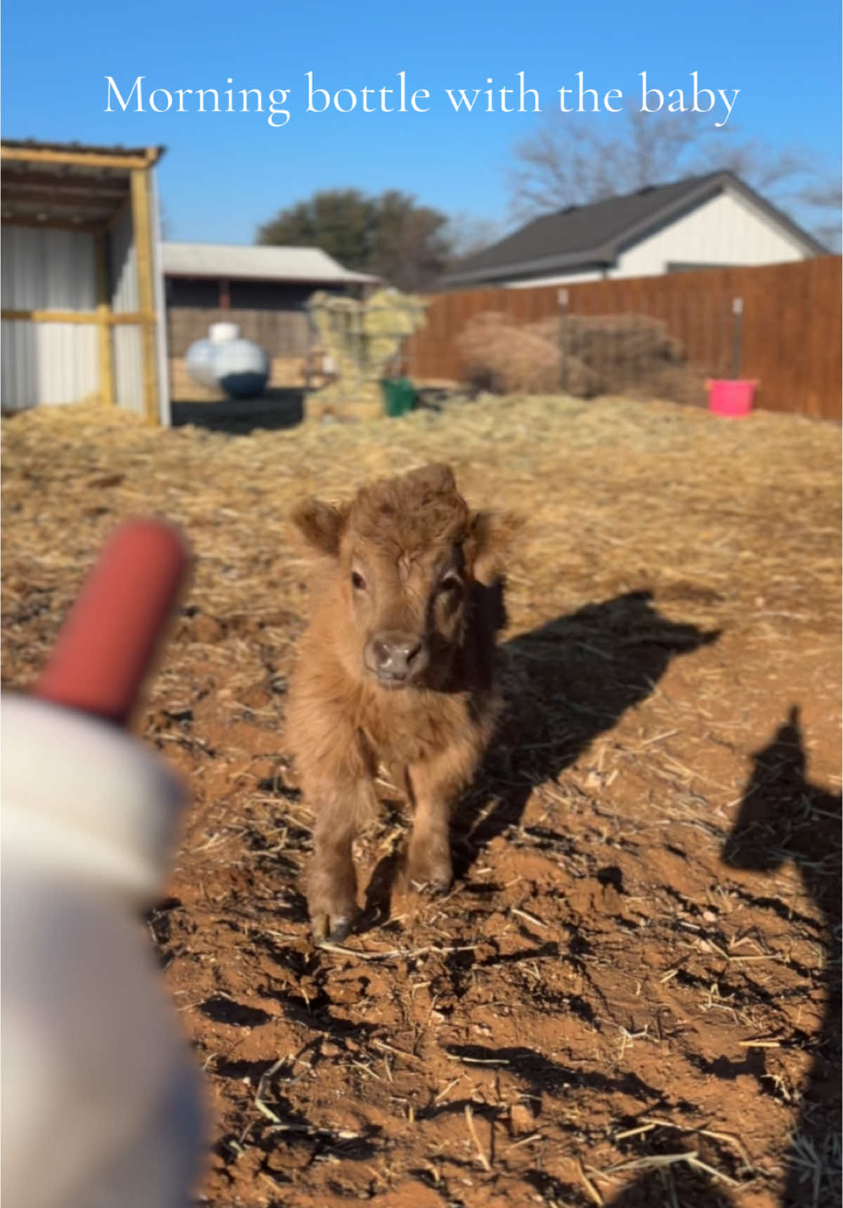 Breakfast! #minicow #highlandcow #cows #babycows #minicows #smallcow 