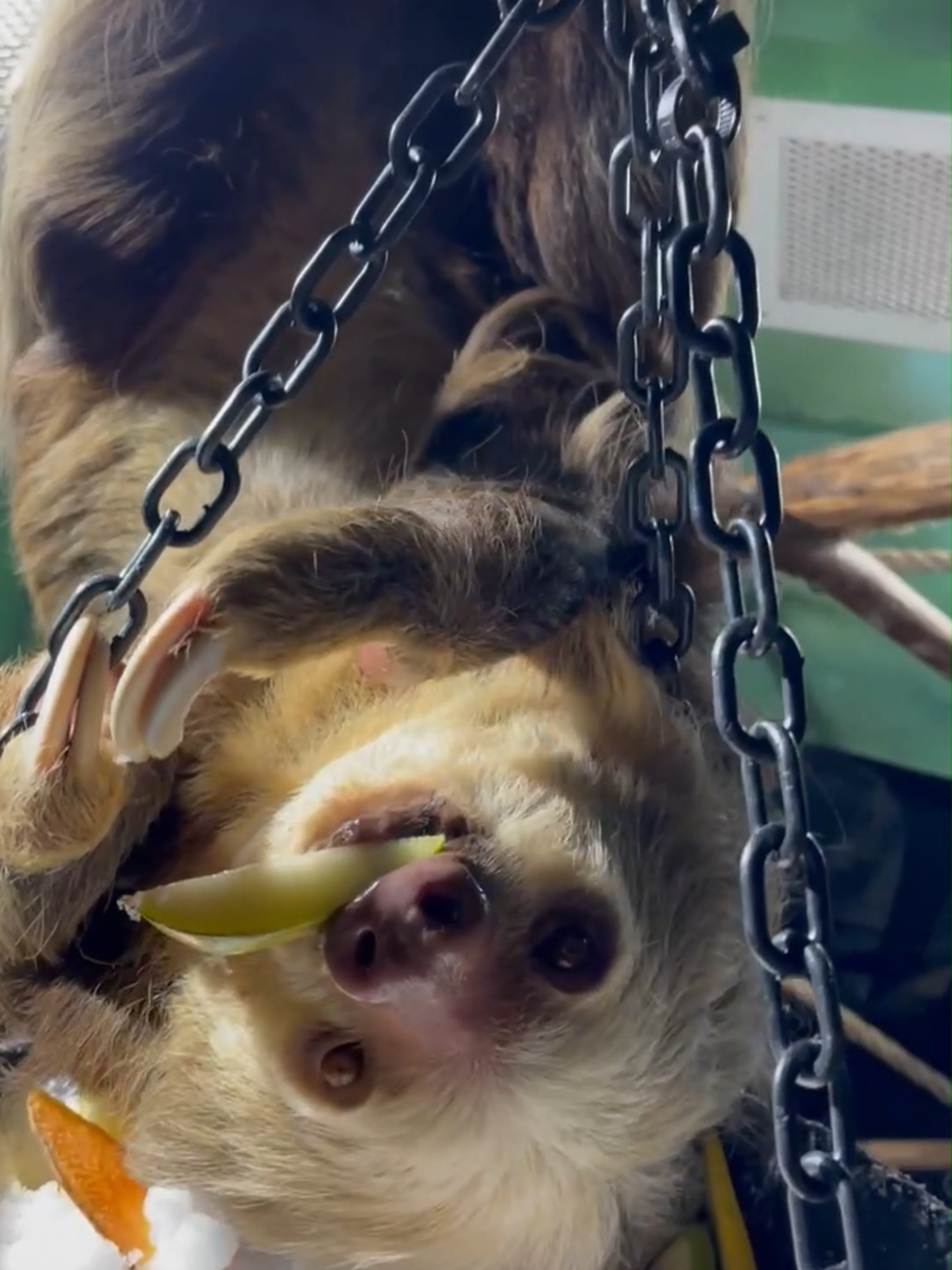 🦥❄️ Keepers brought some some snow inside as enrichment for Pancakes, the Hoffman’s two-toed sloth.