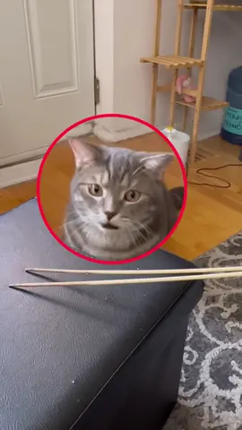 😂🤣 #lovely #zizocat #lovely #cute #cat #catsoftiktok 