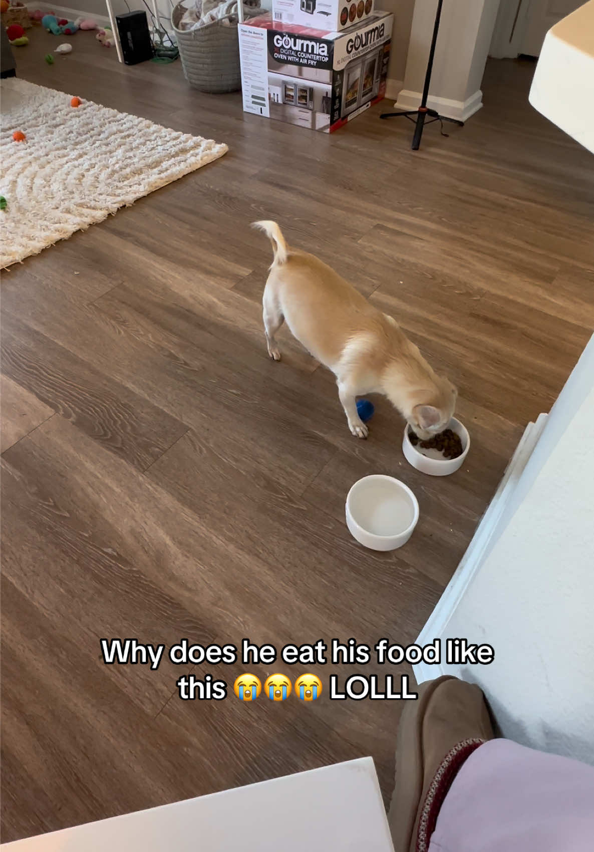 It makes me laugh every time but like WHYYYY 😂😂 #dogsoftiktok #dogsoftiktokviral #dogsvideo #dogtok #dogeating #dogfunnyvideo #dogfunnyvideos 