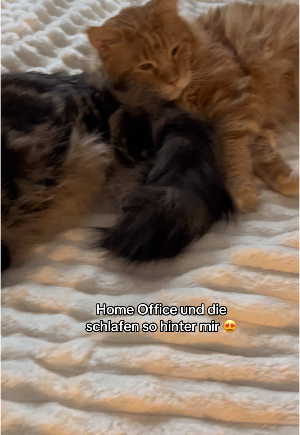 Homeoffice mit zwei Katzen das beste 😍  #homeoffice #fy #fyp #cats #mainecoon #catdad #katze #katzenvideos 