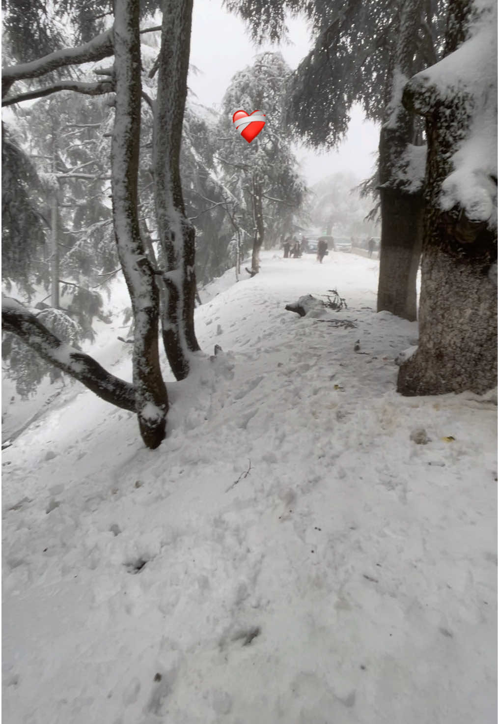 ❤️‍🩹  #blida #chrea #snow #tiktoknews #videoviral #fyy 