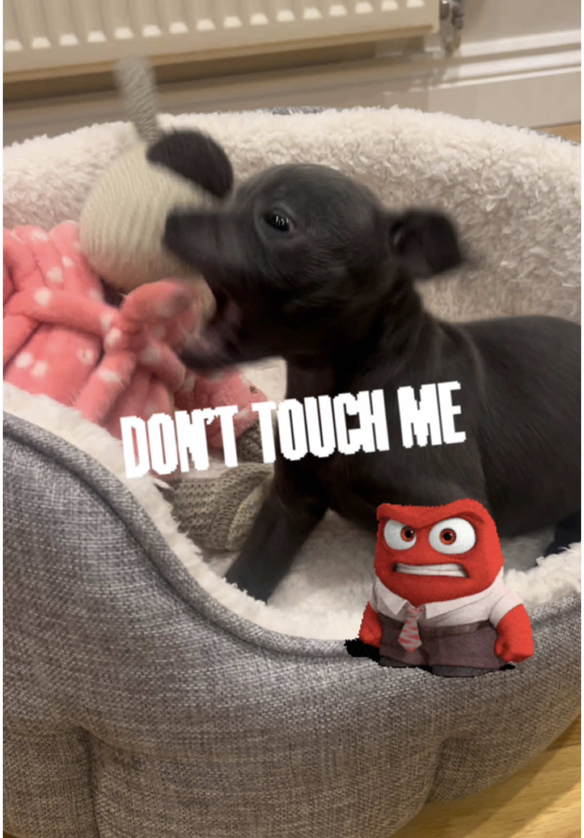 Dont touch me!!!!  #fyp #dogsoftiktok #staffy #staffordshirebullterrier #staffylove #staffyoftiktok #puppy #cute #viral #explore #explorepage #blowthisup #unitedkingdom #fypage #beautiful #uk #animals #natgeo #bluestaffy #puppiesoftiktok #baby #relatable #donttouchme #bestdog 