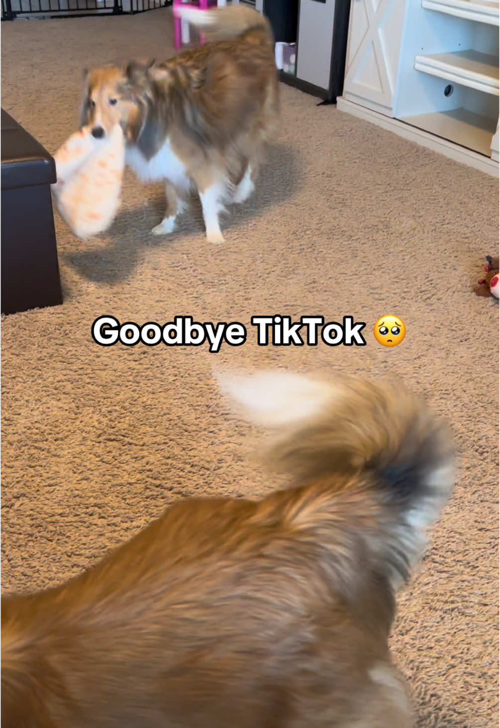 Goodbye TikTok 🥺 Go to our links in our bio to follow us elsewhere! #tiktok #dogsoftiktok #dogs #doglove #puppylove 