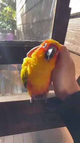 Birds interact with humans because they’re curious and often associate people with food. Some species, like parrots and crows, are social and intelligent, seeking both food and stimulation, which leads to more frequent interactions. #bird #animalsoftiktok #cute 