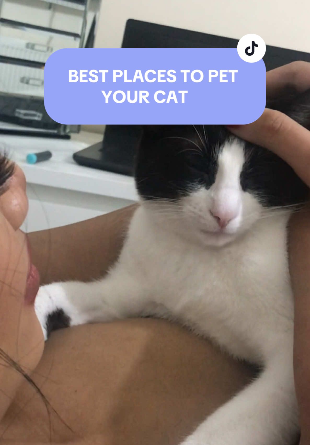 Here are the best places to pet your cat. #catsoftiktok #cat #cats #cattok #fyp #fypシ゚ #foryou #foryourpagе 