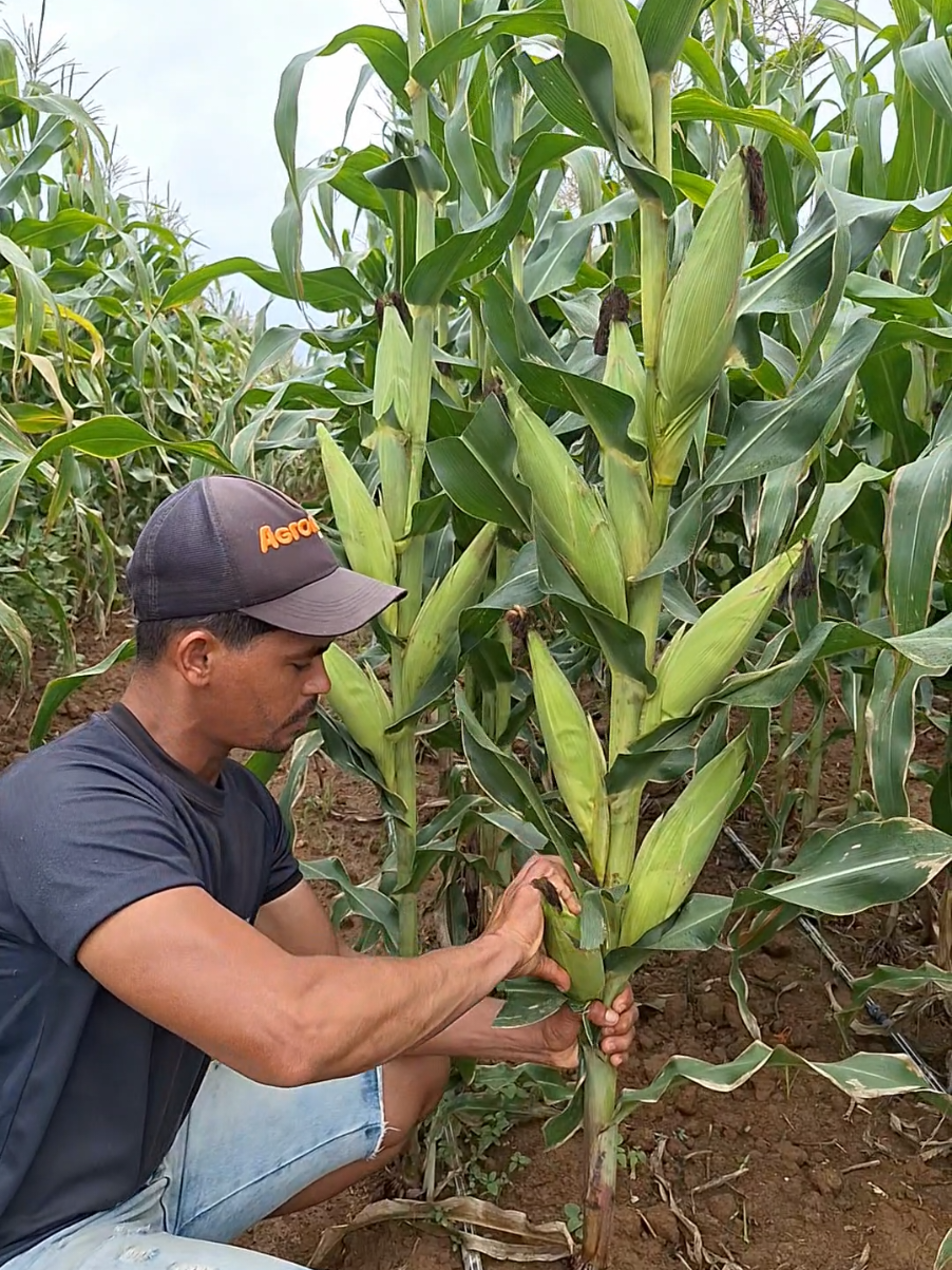 todas são boas #milho #roça #agro #agriculture #vidanocampo 