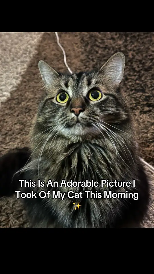 “This is an adorable picture I took of my cat this morning” ✨😺 #cats #catsoftiktok #catlover #catpicture #kitty #cutekitty #pets #PetsOfTikTok #petlover #fyp #picture 