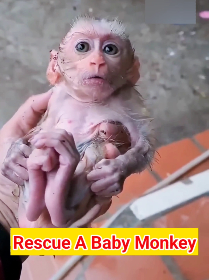 Last video before ban tiktok ⛑️🐍🐒🐕 #rescue #animals #save #massfollowing 