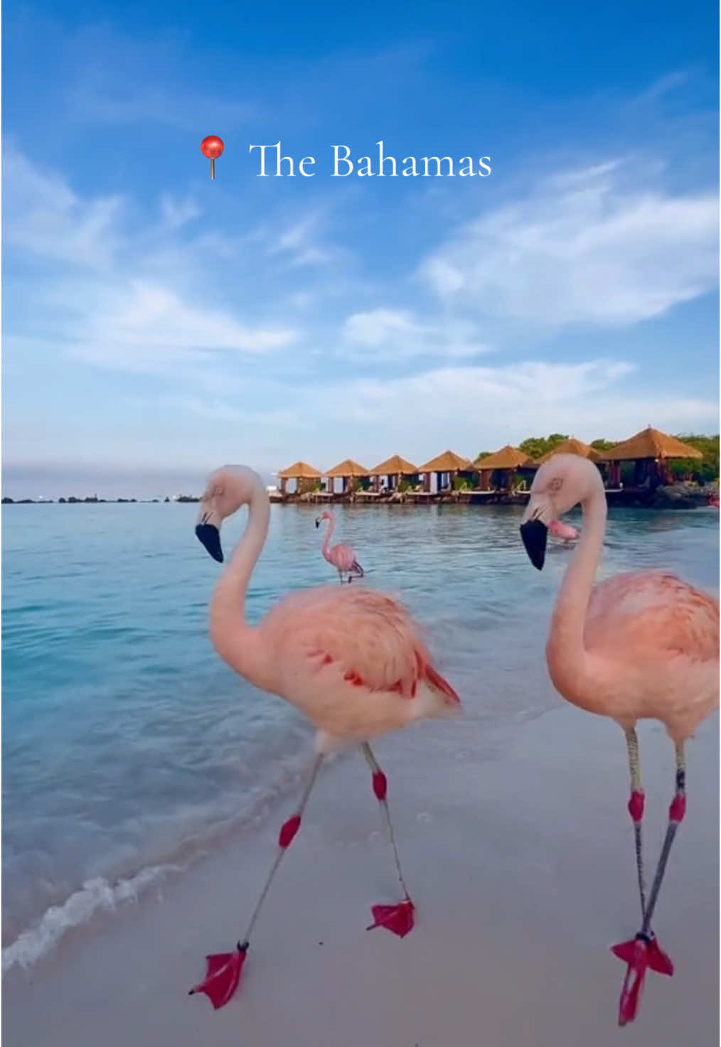 Welcome to the bahamas #traveltiktok #explore #bahamas 