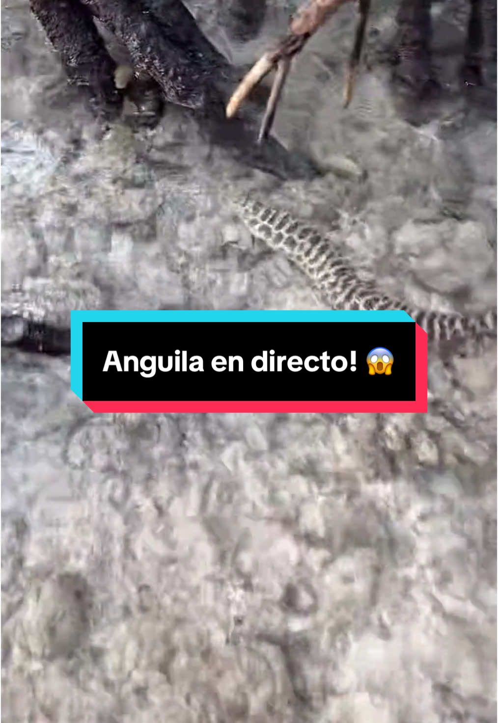 Cosas del directo 😱⚠️ #animal #mar #oceano #naturaleza #streamer #clip #viral #directo #parati