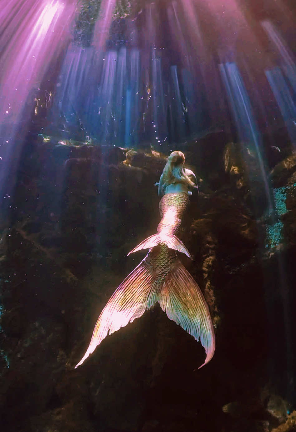 lost in the sunbeams . . . 🎥 @KaribbeanMermaids  #siren #mermaid #mermaidtail #mermaidswimming #mermaidhair #sirena #mertok #mermaidtok  #mermaidvideos #underwatermermaid #mermaidsoftiktok #siliconemermaidtail #h2ojustaddwater #emmacleorikki #h2osirenasdelmar #mexico #gopromx 