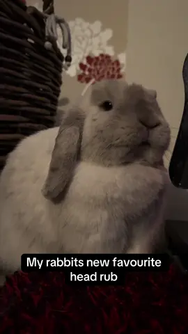 #fyp #rabbit #bunny #rabbitsoftiktok #bunniesoftiktok #foryoupage #foryou #cutebunny #dayinthelife #PetsOfTikTok 