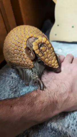 How's everyone doing today?  #Croissant🥐 #armadillo #LIVEHighlights #threebandedarmadillo 