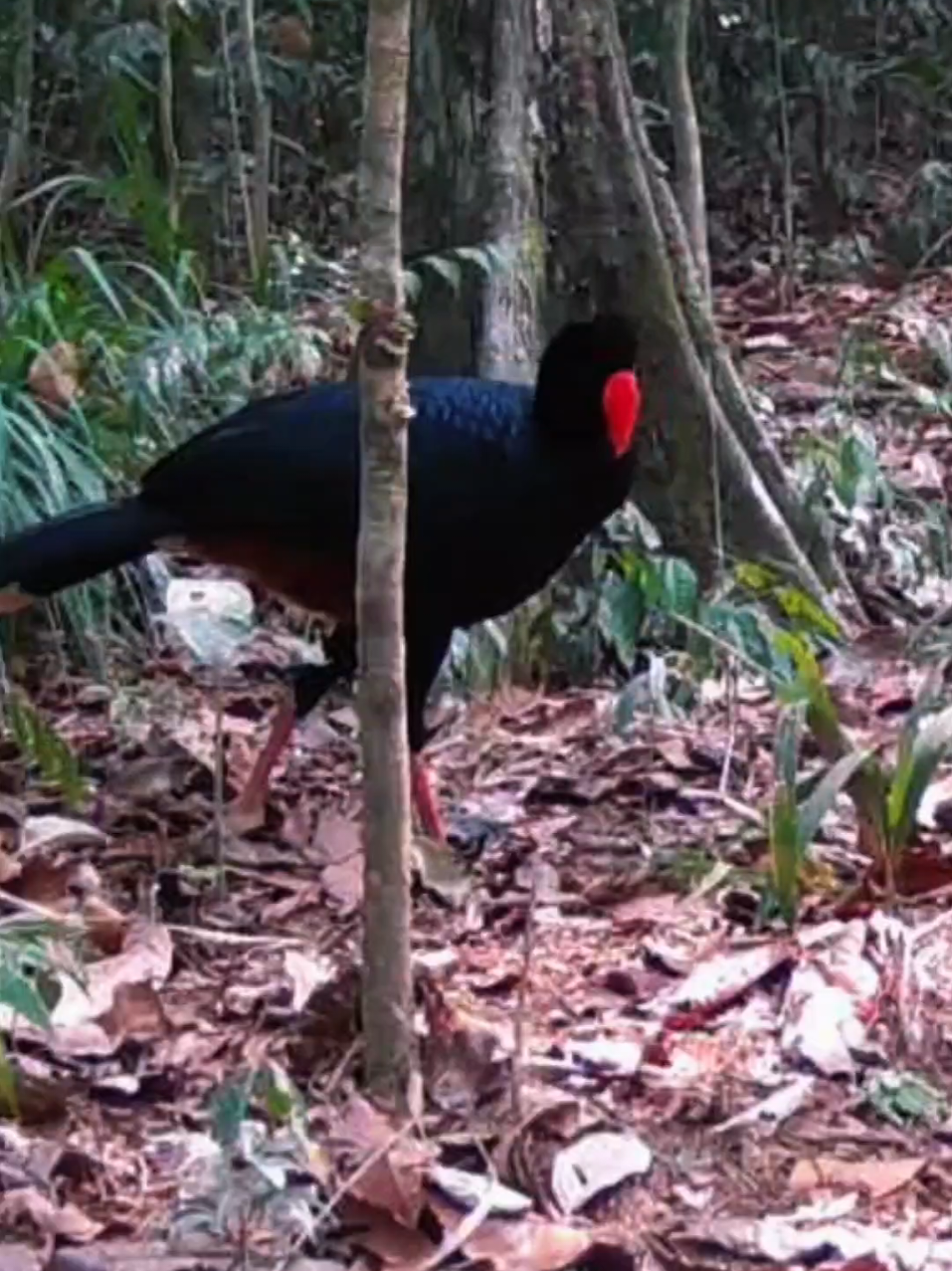 ÓLHA O TAMANHO DÉSSA AVE😱 #faunabrasileira #animaisselvagens #aves #mutumcavalo #Pauxituberosa #mutumdavárzea #mutumetê 