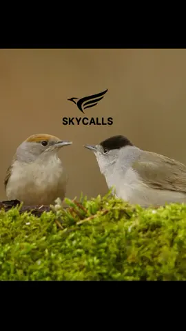 Blackcap Call & song 🤍 #blackcap #لبنان #liban #lebanese #lebanon #malta #italy #cyprustiktok #cyprus #hunting #hunter #soundbird #birdsoftiktok #virall #تيان #شماس #شماسي #تويني #tiyan #عصفورتين #دخل 