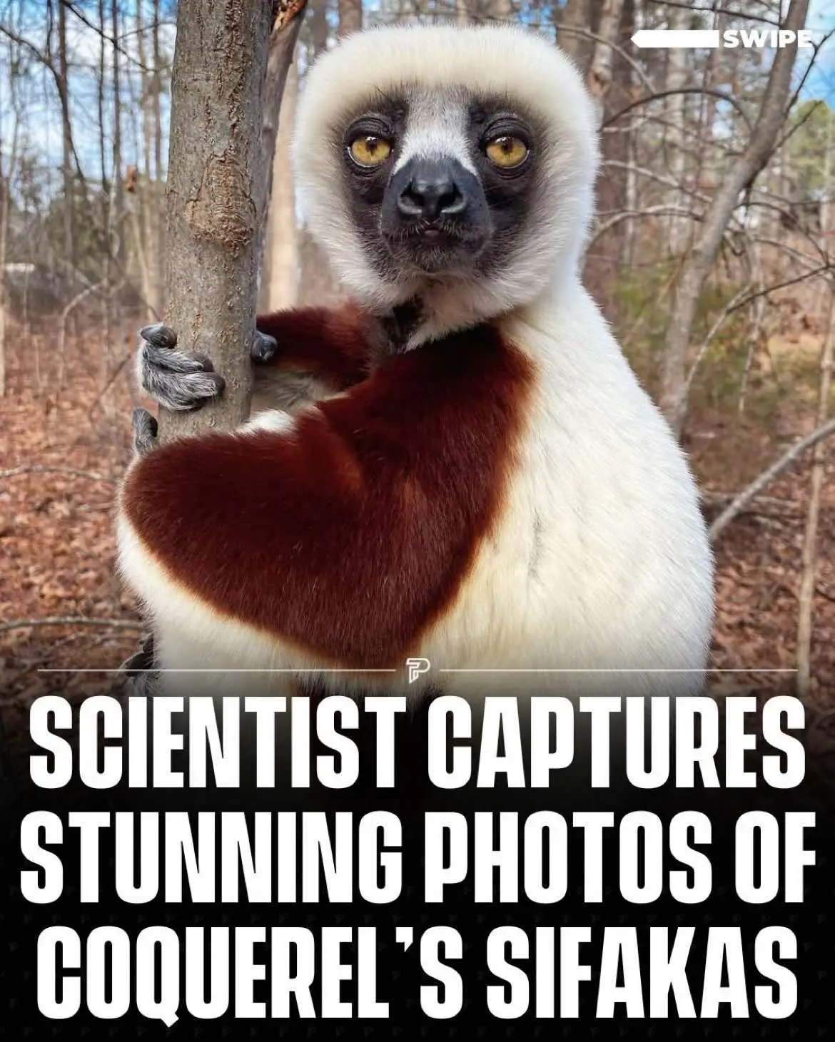 The Coquerel’s sifaka is a type of lemur. Lemurs are a group of primates that naturally live only on the island of Madagascar. Coquerel’s sifakas inhabit the dry deciduous forests of northwest Madagascar. They eat a diverse, plant-based diet of leaves, fruits, flowers, petioles, and bark that varies seasonally.  Coquerel’s sifakas live in social groups of 2-14 individuals and a dominant female is in charge. In most lemur species, the females are in charge!  Sifakas move using a locomotion style called “vertical clinging and leaping”. The sit upright and use their long and powerful back legs to propel them through the trees. When running from a predator, like a fosa or ground boa, sifakas can leap up to 30 feet (10 meters) between trees. #RoadTo17Million #Pubity  (📸: IG/@lemurscientist)