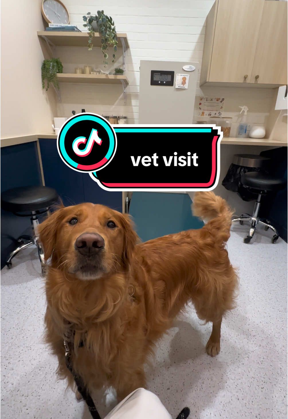 drama king #vetvisit #letmelive #dogtok #dogsoftiktok #doglife #goldenretrieverlife #puppiesoftiktok #ticktok #trending #content #lol 