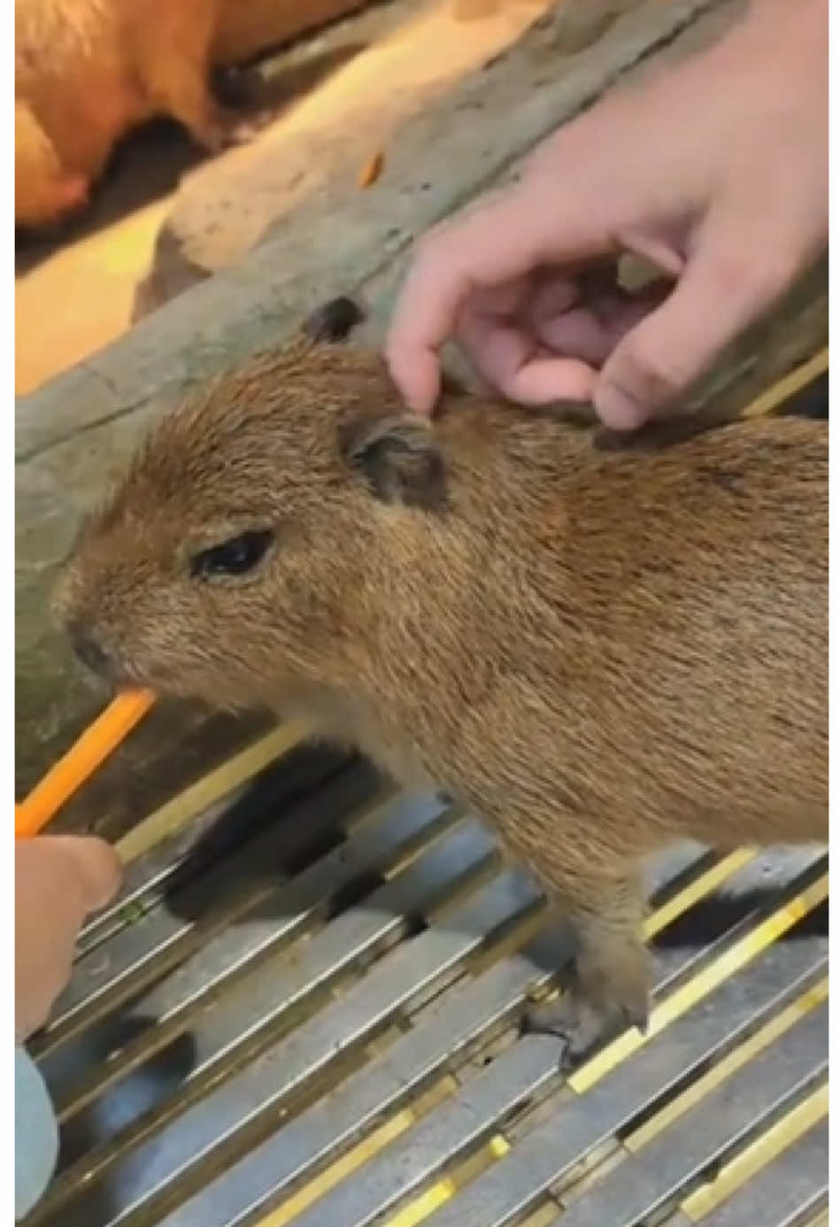 Baby capybara is so good😇😌 #capybara #baby #lovable 