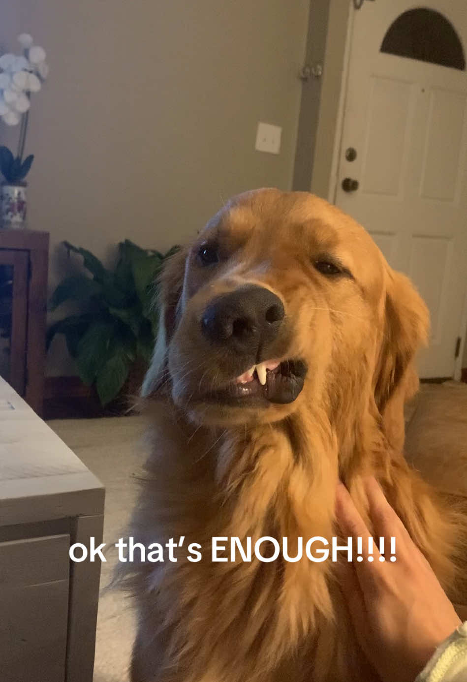 mom won’t stop messing with my twitch !!!! (bc she says I’m too cute) #sos #dogsoftiktok #funnyvideo #goldenretriever #dogfunnyvideo #help 