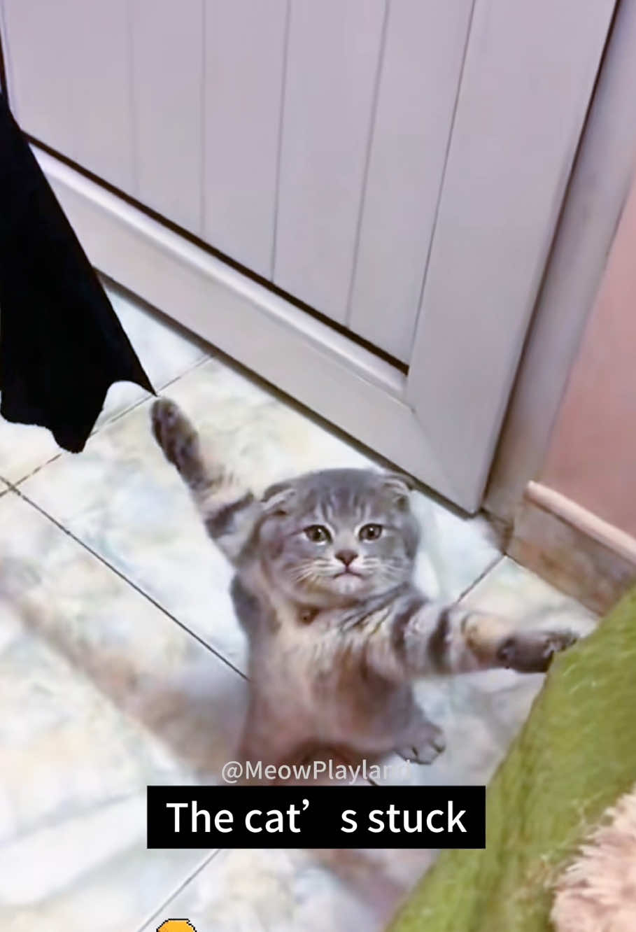 🐱:I can’t move #cat #pet #funnyvideo #cutecat #funnycat #funnyanimals #kitten #animals 