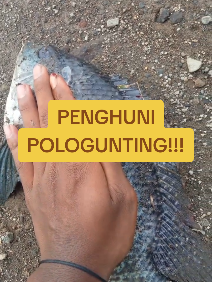 seng jarene suhu ndi Iki 😂 suhu kok diakoni awake Dewe nak ndi² suhu iku diakoni wong liyo 😂 Wes ikiloh Tak angkatno Monster e pologunting jalur lumutan ojok lali di follow @pemudaantiboncos6  #fyp  #fypage  #viral  #mancing  #angler #mancingliar #mancingsidoarjo #anglersidoarjo #anglermania #mancingmania