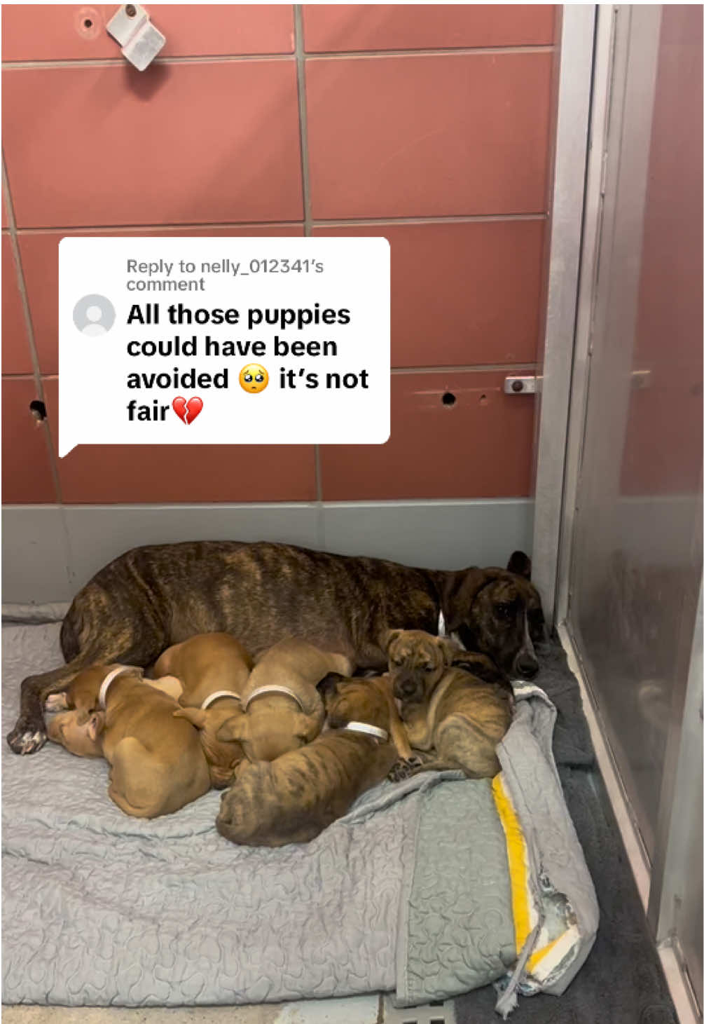 Replying to @nelly_012341 Houston is in the middle of a stray animal crisis and it won’t change until people start making better choices. Our shelters are full, fosters are full and rescues are exhausted. The shelter is a resource for the people in our city because it’s impossible for citizens to intake every stray dog they find. This is another reason why it is not a solution to leave a stray on the street instead of taking them to the shelter. The more they reproduce on the street, the more shelters will be forced to euthanize for space. Please spay and neuter your pets! If you’d like to help texas dogs but are not in Texas, reach out to rescues in your area! A lot of them pull from shelters here and transport to your area! 