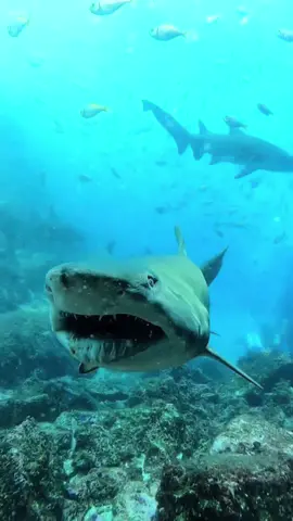 My last megalagadona shark video 🥹🥹 #fyp #foryou #comedy 