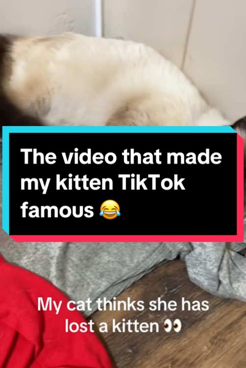 The video that made my kitten TikTok famous 😢 #newbornkitten #fyp #foryoupage #foryou #kittens #kittensoftiktok #cutest #tiktok #kittensoftiktok #funnyvideo #funnymoments #funny #viral #viralvideo 