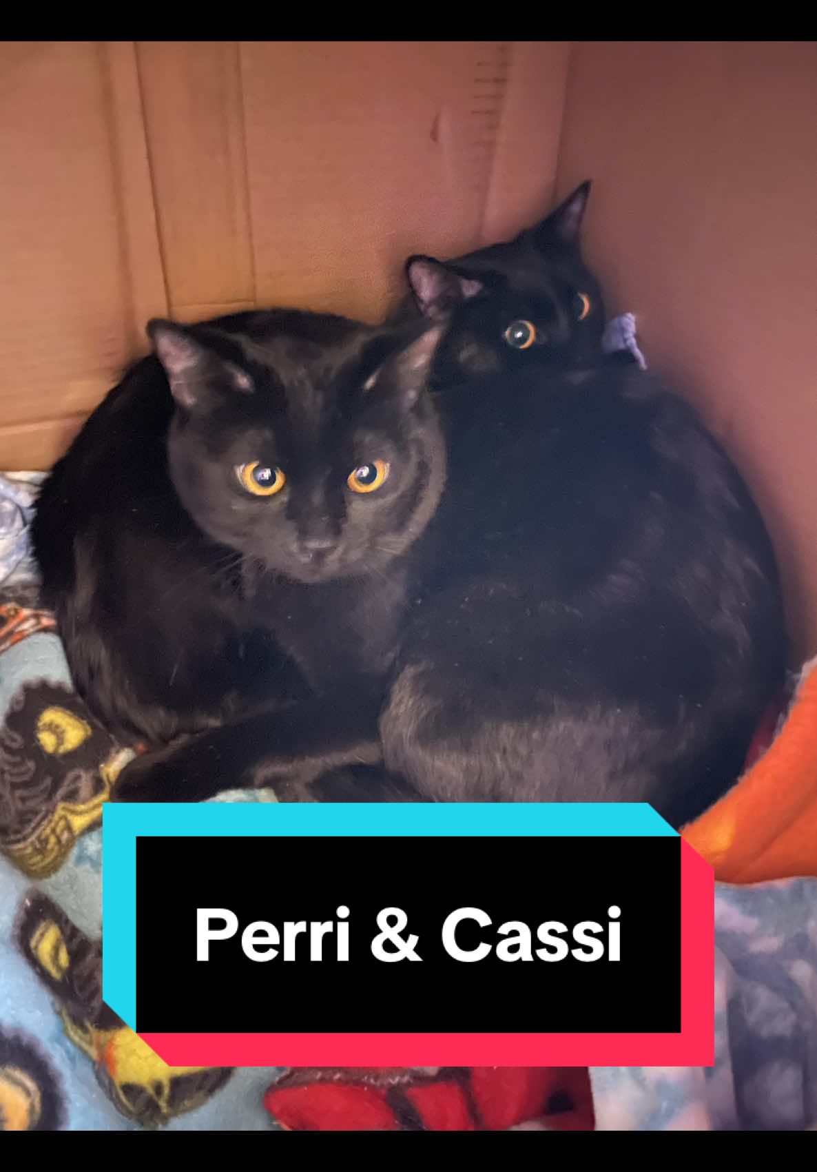 Welcome Perri and Cassi! Cassi is Perri’s mama. Please follow for lots more cuteness! #catsoftiktok #cat #followme #fyp #viral #blackcat 