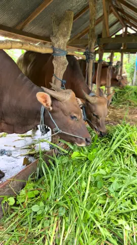 Suasana pagi 🫶🏻🐂 #sapibali #s #fyp #foryou 