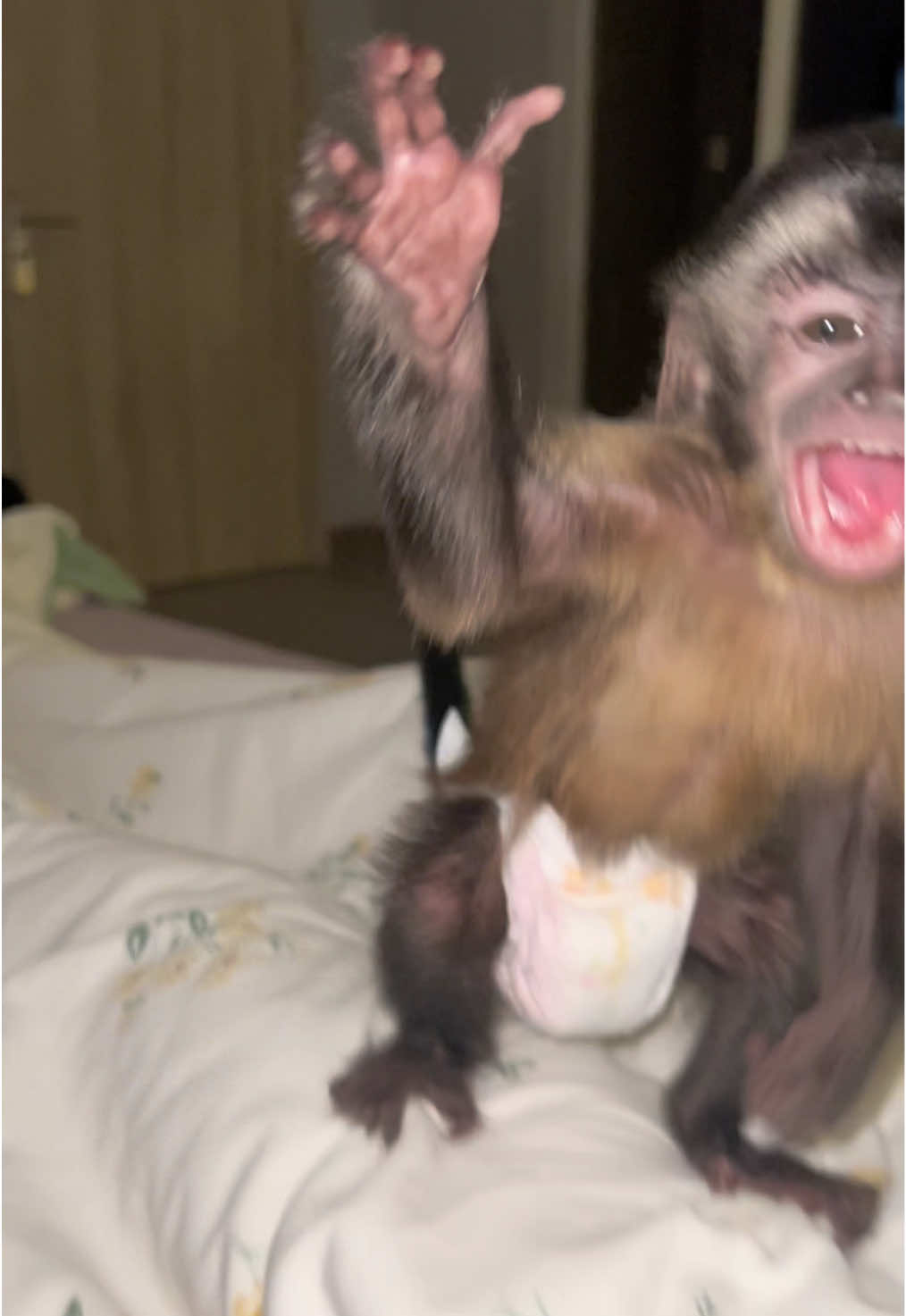 When the little monkey found someone secretly photographing her, she is angry#cute #capuchinmonkey #tiktok #adorableanimals #angry 