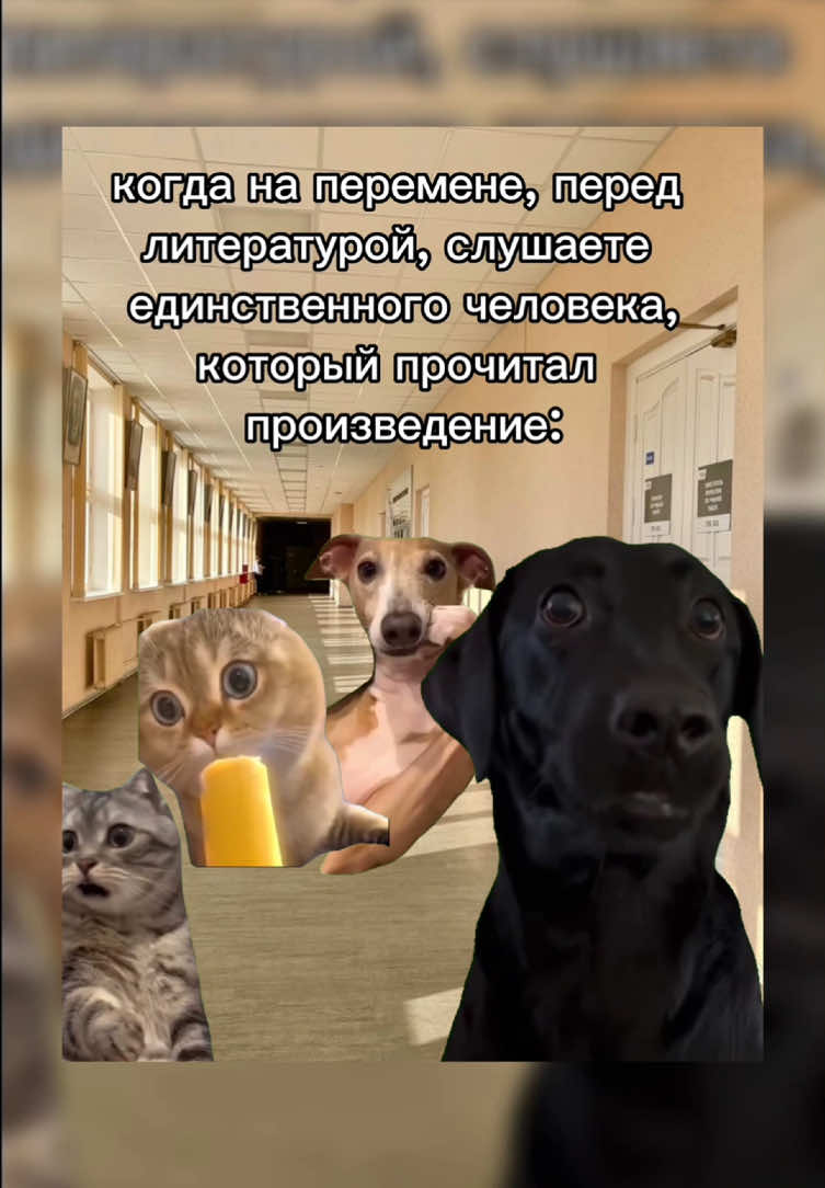 Было?  #рекомендации #кошки #мемыскотами #школа #fypシviral #catmemes #recomendado     idea: rndchan