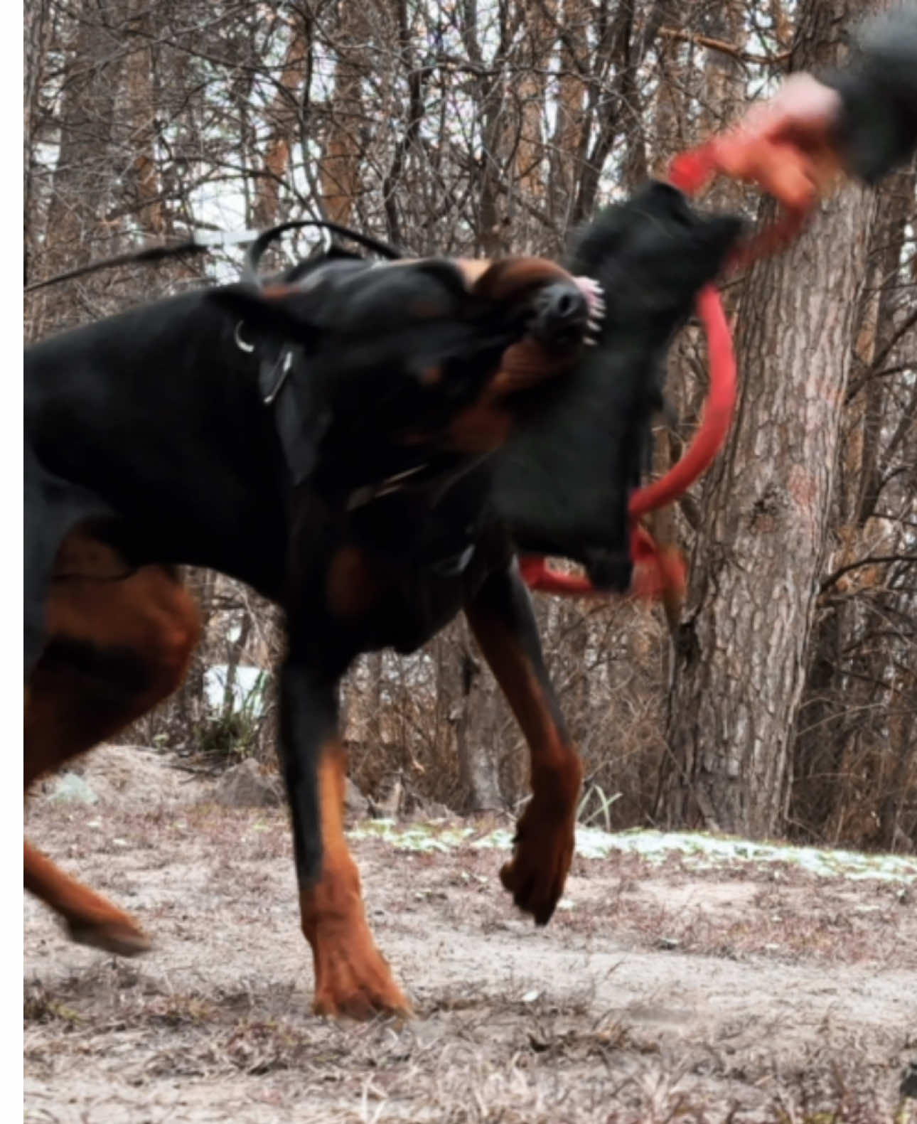 Dobermans so 😮‍💨😮‍💨😮‍💨 #dogcommunity #doberman #dog #DogTraining #bitedogs 