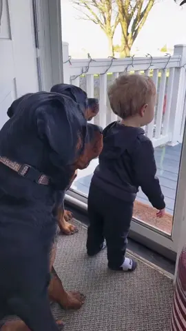The best guardian#dog#funny#funnyanimals#funnypets#animals #dogsofttiktok #pet #foryou #longervideos