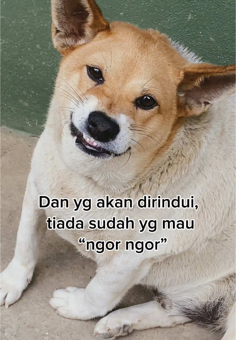 Ngor ngor tinggal kenangan🥀