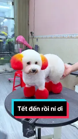 NHÌN LÀ THẤY TẾT LUÔN Á 🤭🤭 #poodles #poodle #dog #chó_cưng #chó #tiktok #trending #xuhuong #xuhuongtiktok #tet2025♥ #viral #vairalvideo #foryou #foryoupage 