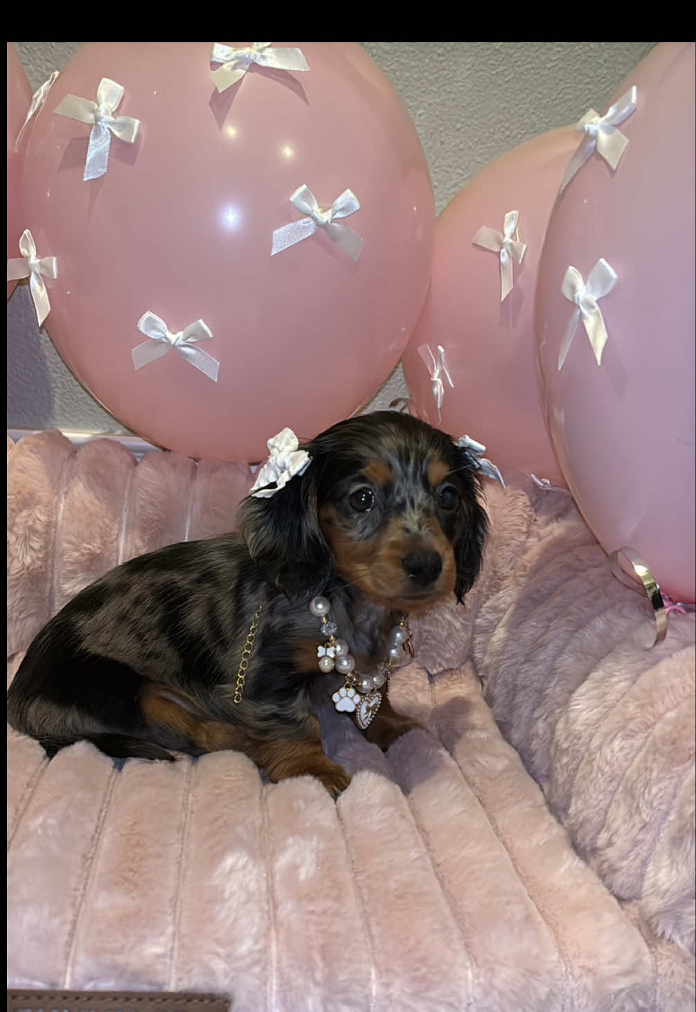 The moment we’ve been waiting for … Luna is finally home🐶🎀 - - - - - - #MiniDachshund #Dachshunde #P#PuppyFirstsD#DachshundWorlddoggyanthem  #N#NewPuppyP#PuppyContentP#PetTok#DogsOfTikTokF#FurBabyLoveD#DogsDailyT#TikTokDogsF#ForeverHome#NewFamilyMember #F#ForYouPageFyp #ViralVideo ##MyHeartIsFull