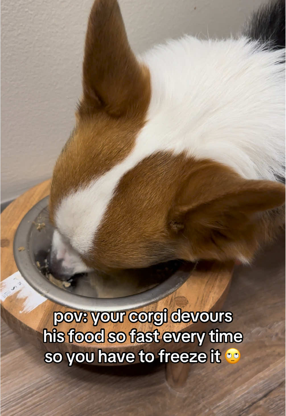 No one’s gonna take your food boi chillll pls 😭 #corgi #corgination #dogs #dogsoftiktok #corgisoftiktok #corgilife 