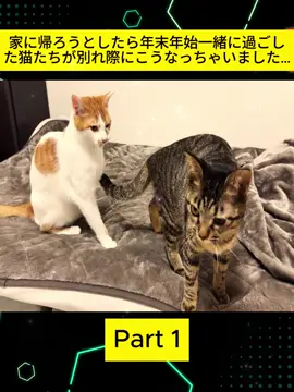 家に帰ろうとしたら年末年始一緒に過ごした猫たちが別れ際にこうなっちゃいました… Part 1 #mochimaru #cat #videoviral #fyp #foryou