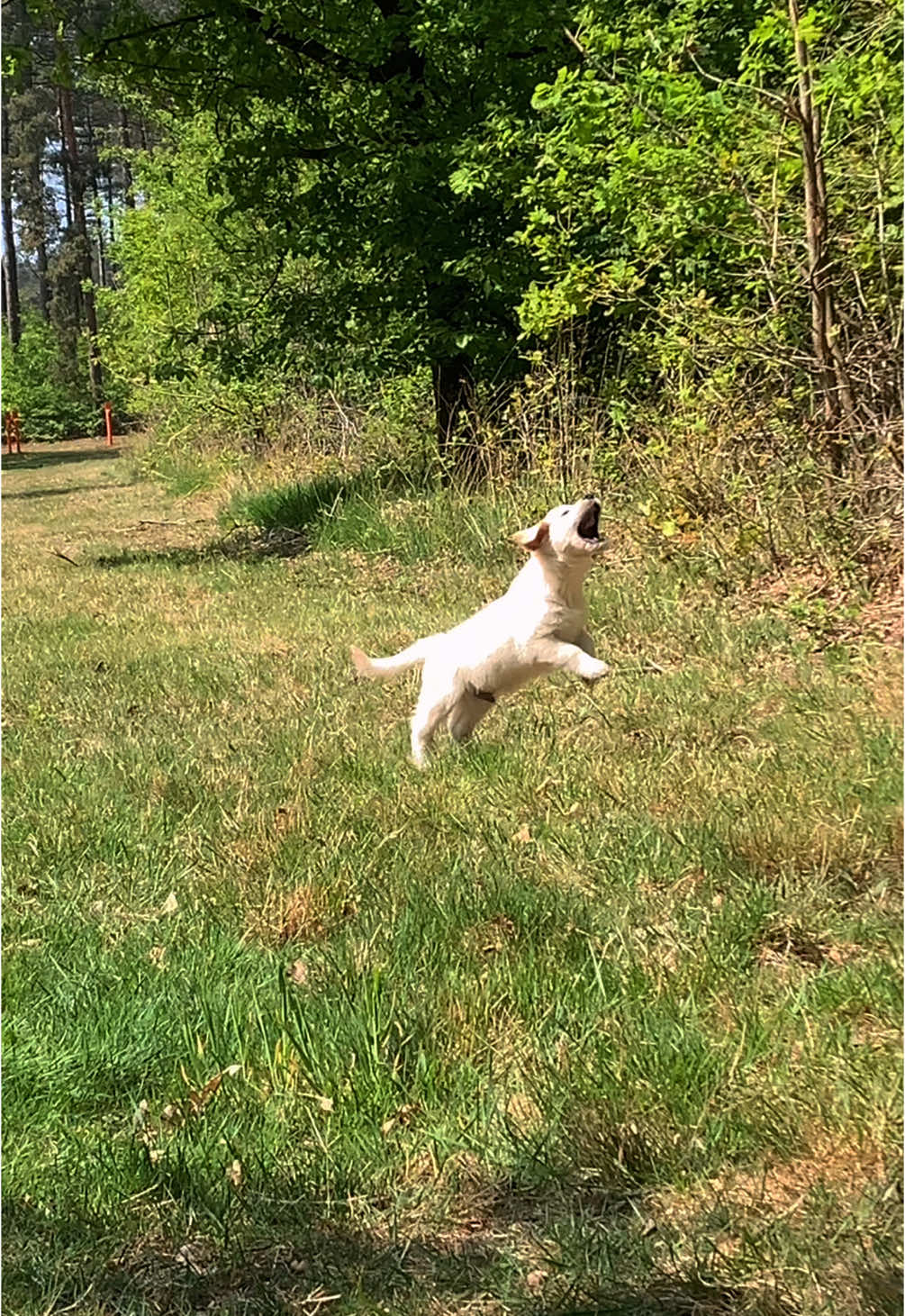 Ofi’s first encounter with butterflies 🥹 (read: tries eating them 😅) #golden #goldenretriever #goldenpuppy #dogsoftiktok #dog #chien #puppy #butterfly #Summer