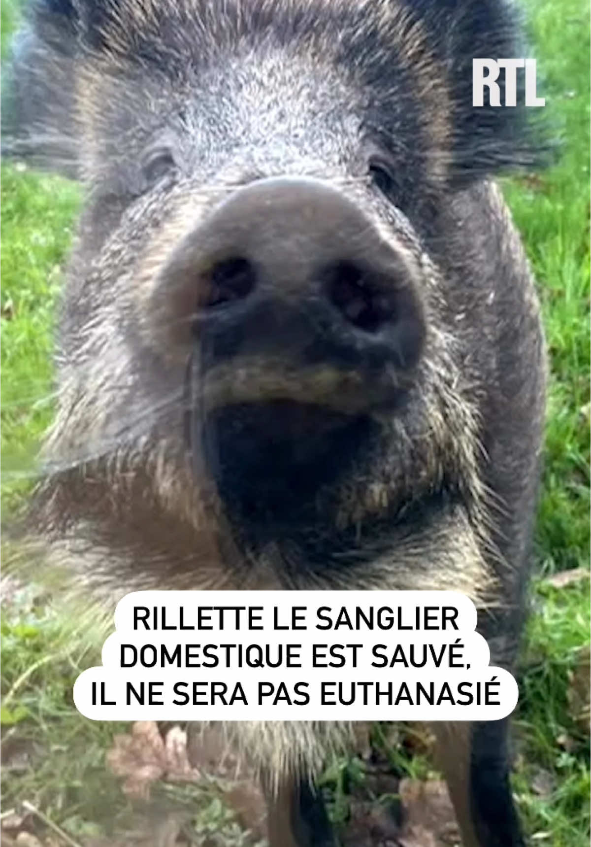 🐗 #OnasauvéRillette : le #sanglier #Rillette reste chez sa propriétaire et ne sera pas euthanasié comme évoqué par le tribunal administratif 🍾 « Ça Peut Vous Arriver » avec #JulienCourbet sur #RTL 📻 #sinformersurtiktok 