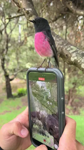 Bird watchers dream! I can’t believe it landed on the phone. Pink robins are shy birds that rarely can be spotted by humans because of their small size and darting movements. #tasmania #birdsoftiktok #birdlover #wildlife #birds #australia   