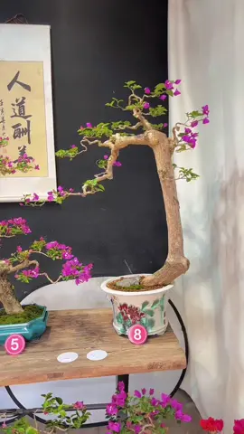 Hoa giấy Trung Quốc bonsai #caycanh #bonsai #hoagiaybonsai #hoagiay 