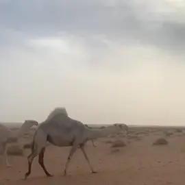 #الـوبال✔️ 